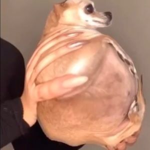 Meet your Posher, Jacob